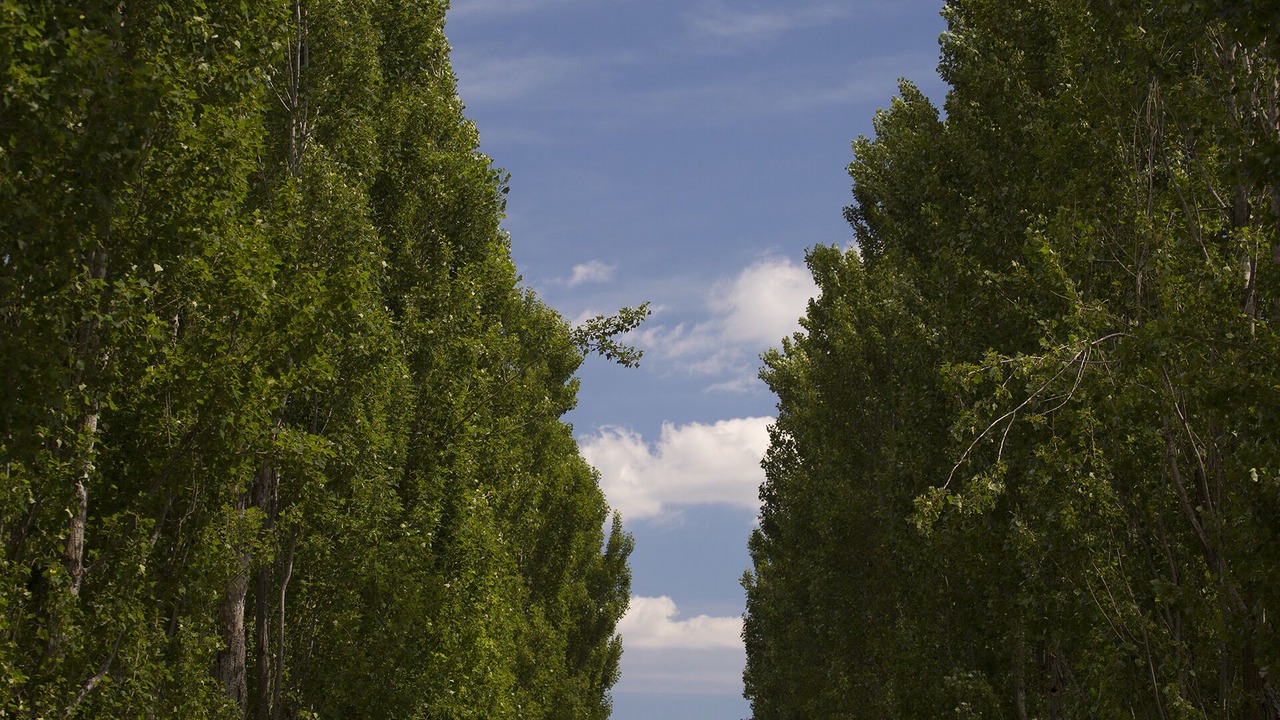 Photo of Others in Forcalquier