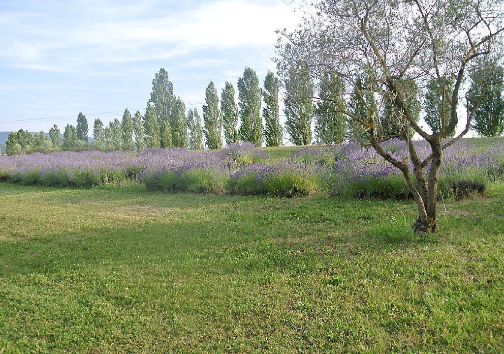 Photo of Outdoor in Forcalquier