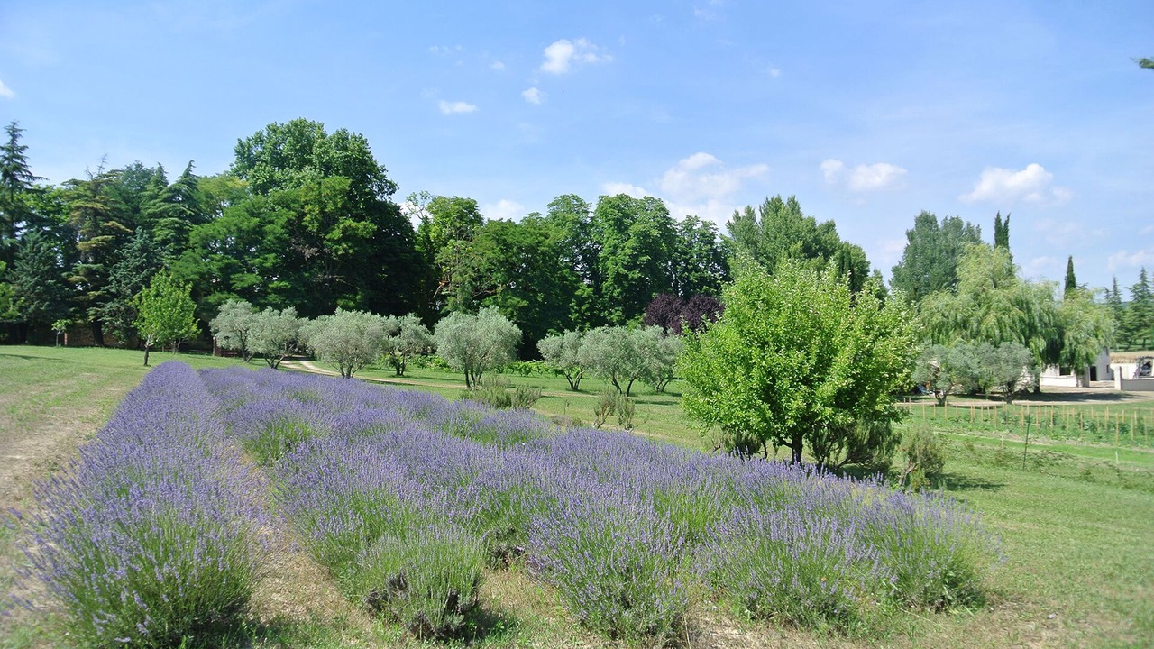 Photo of Outdoor in Forcalquier