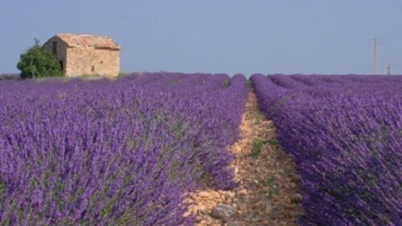 Photo of Others in Saint-Martin-de-Castillon
