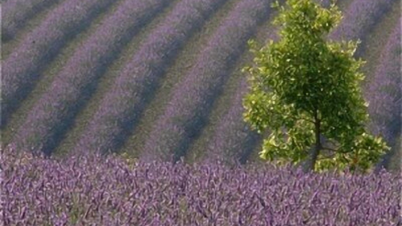 Photo of Others in Saint-Martin-de-Castillon