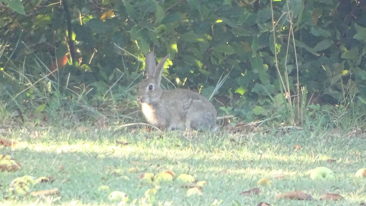 Photo of Others in Velleron
