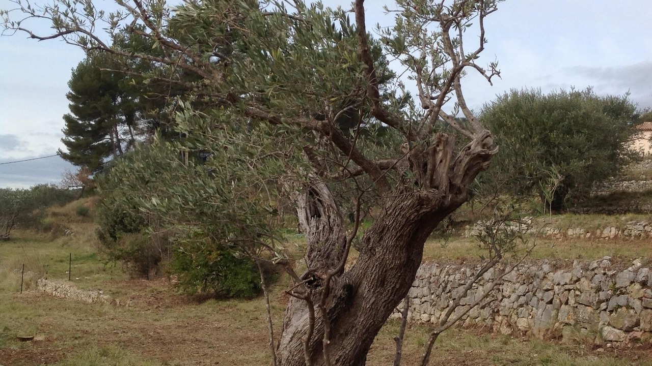 Photo of Outdoor in Seillans