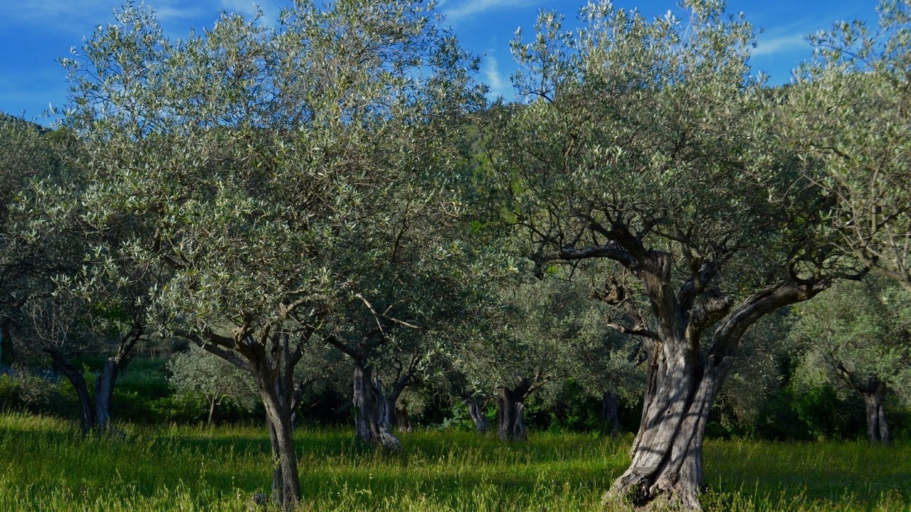 Photo of Outdoor in Seillans