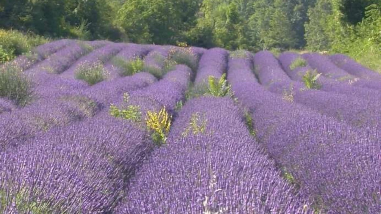Photo of Outdoor in Saignon