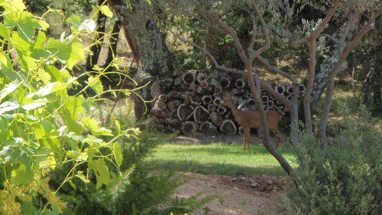 Photo of Outdoor in Cogolin