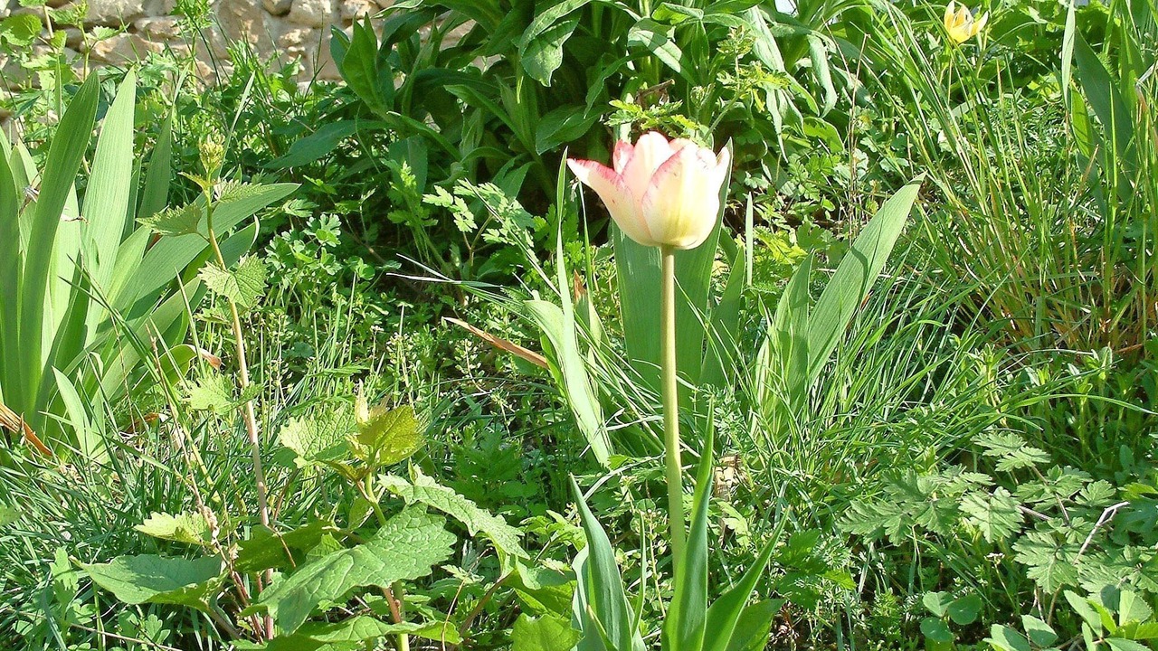 Photo of Outdoor in Venterol