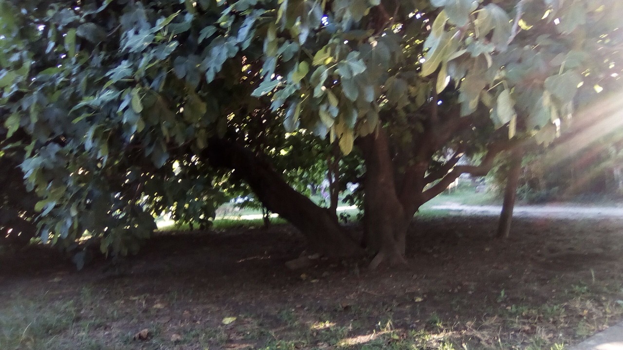 Photo of Outdoor in Meynes