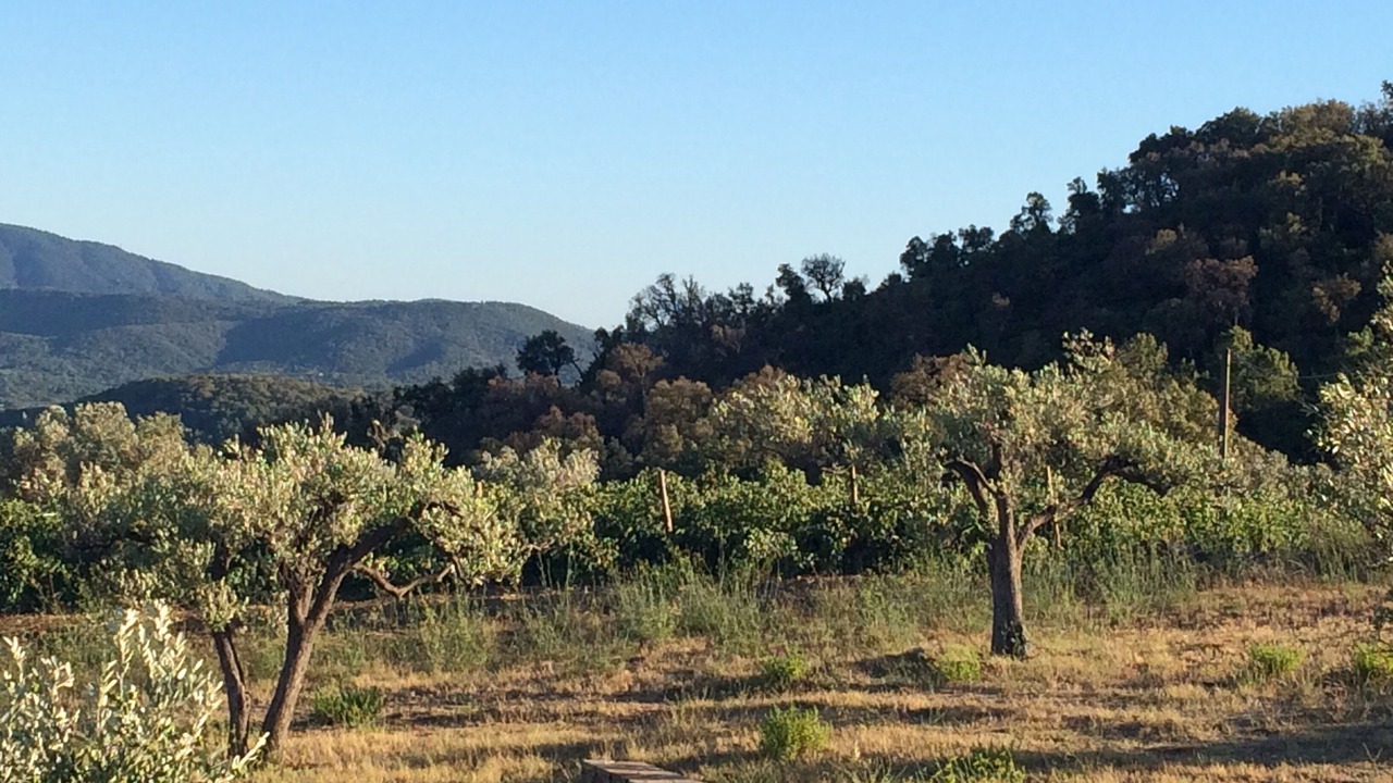 Photo of Others in La Garde-Freinet