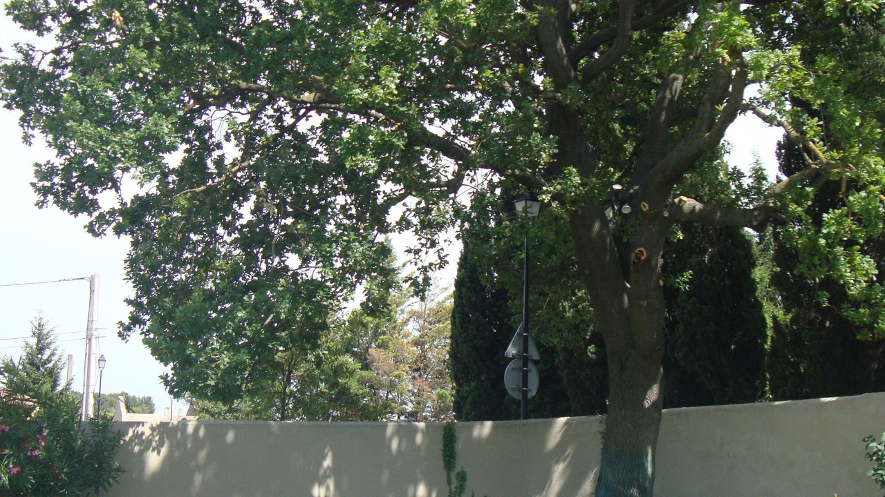 Photo of Outdoor in Noves