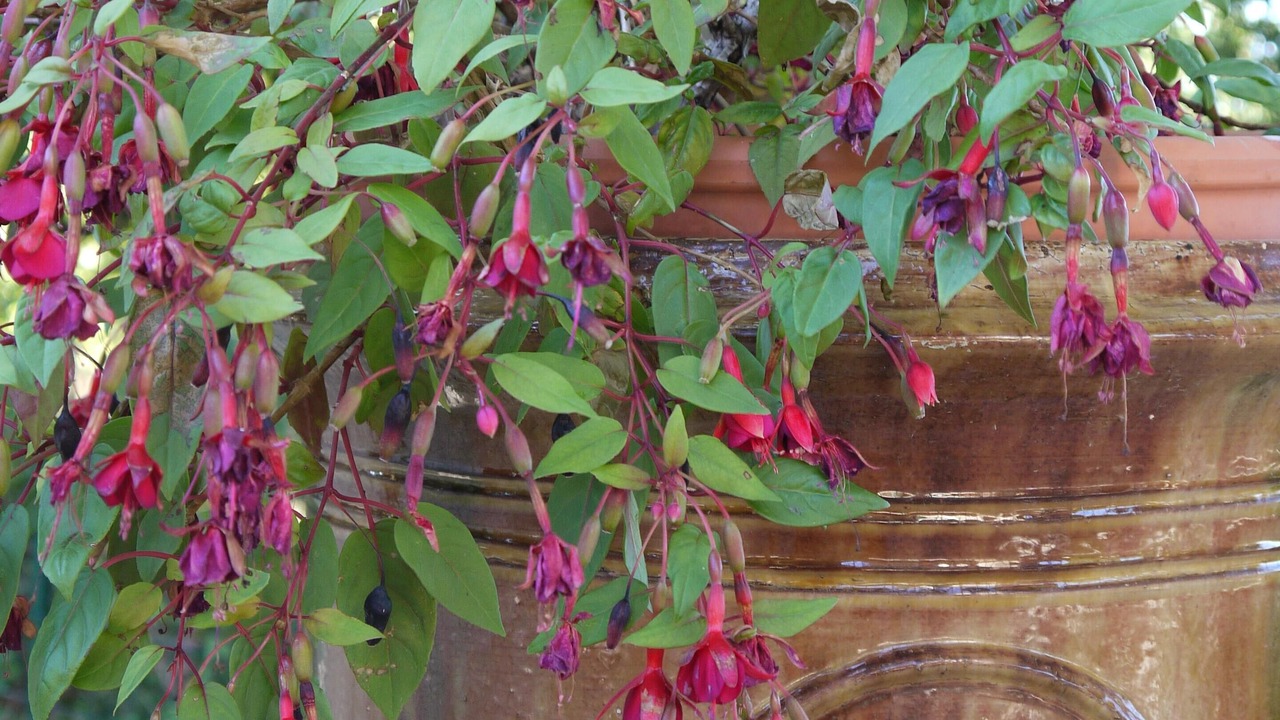 Photo of Outdoor in Lourmarin