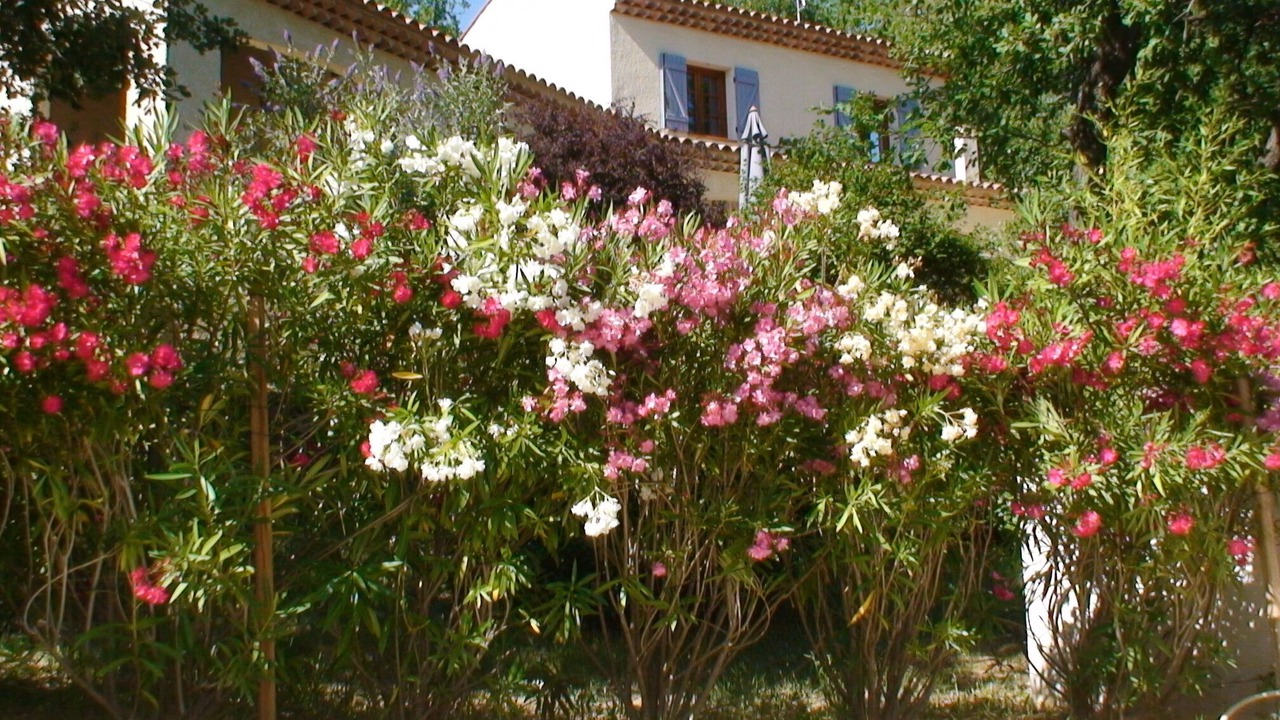 Photo of Outdoor in Cabasse