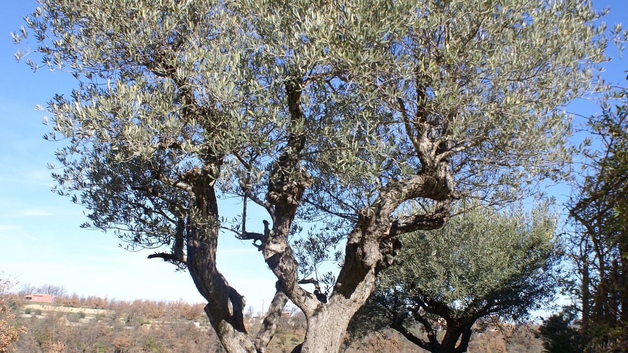 Photo of Outdoor in Montagnac-Montpezat