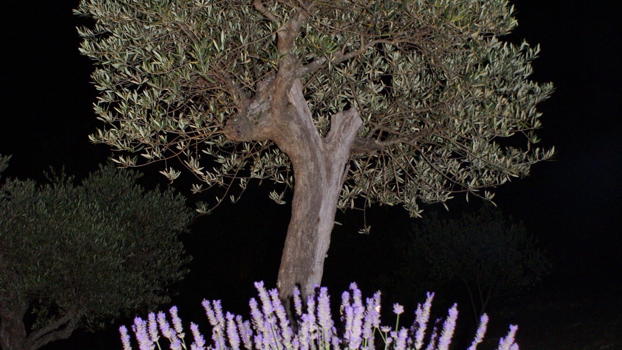 Photo of Outdoor in Montagnac-Montpezat
