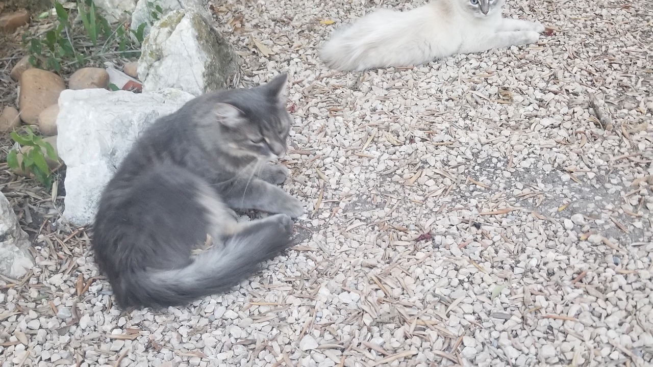 Photo of Outdoor in Saze