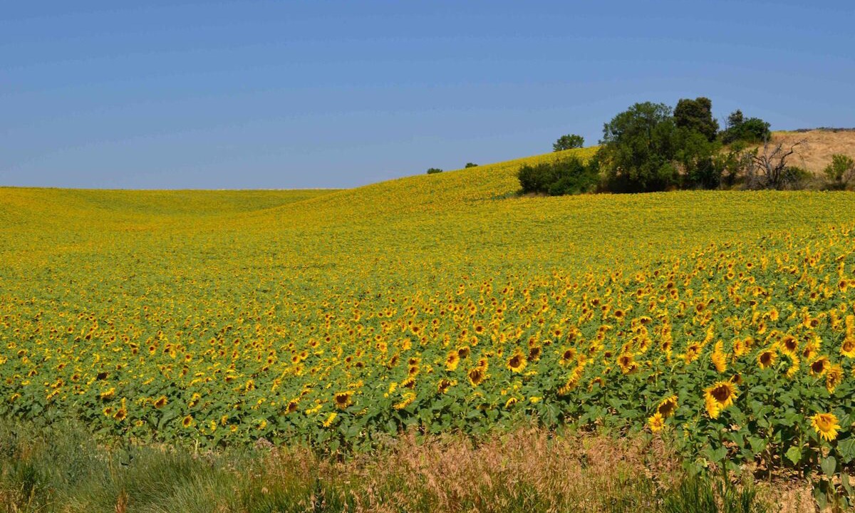 Photo of Outdoor in Pierrevert