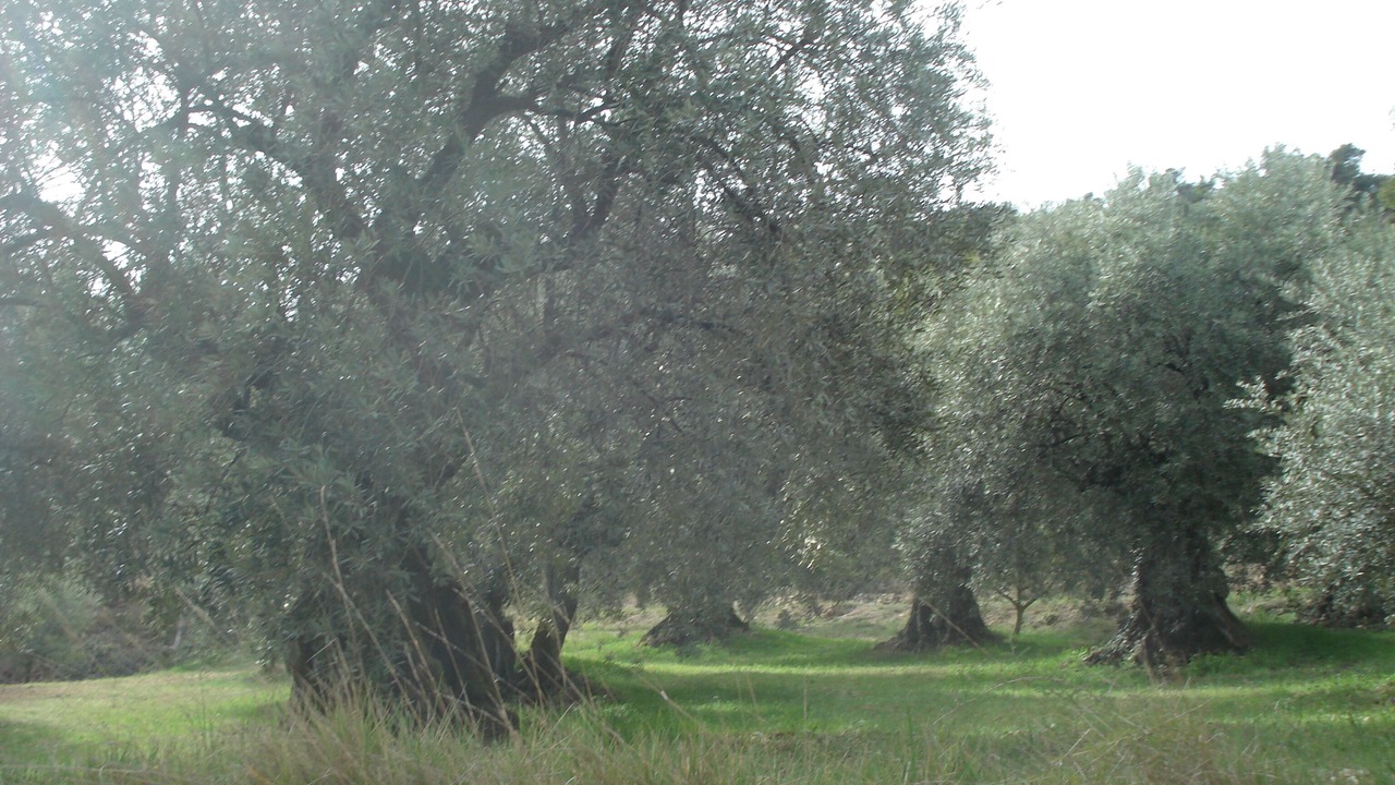 Photo of Outdoor in Pierrevert