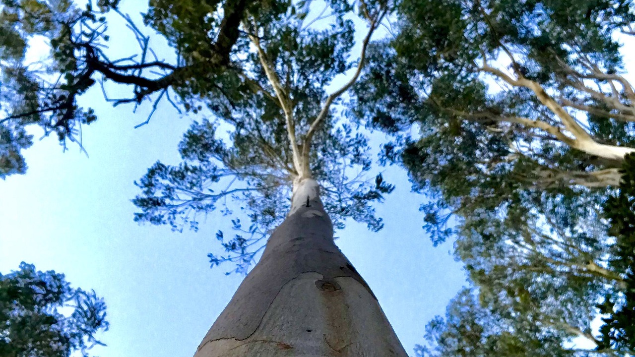 Photo of Outdoor in Saint-Paul-en-Foret