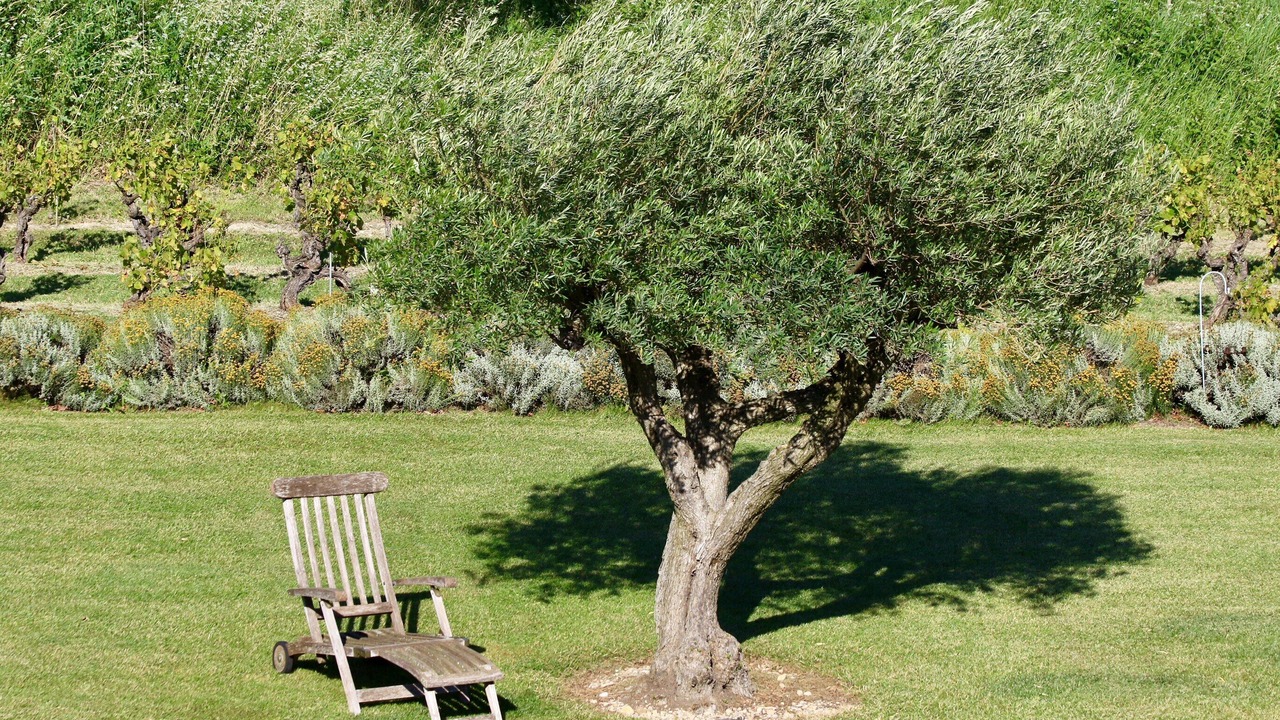 Photo of Outdoor in Cairanne