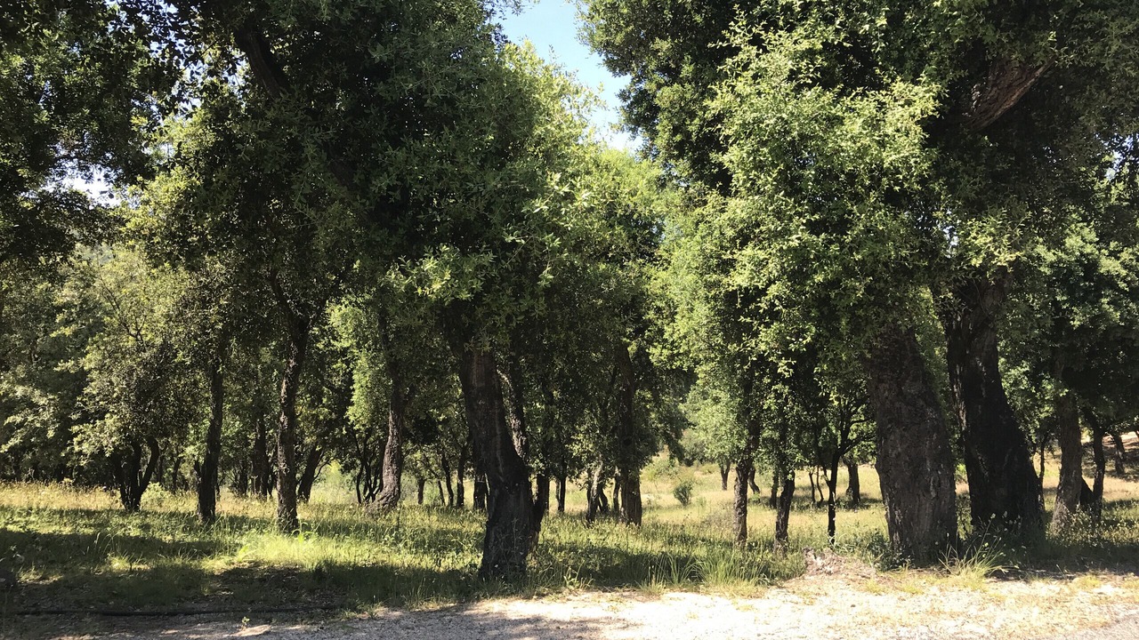 Photo of Others in Grimaud
