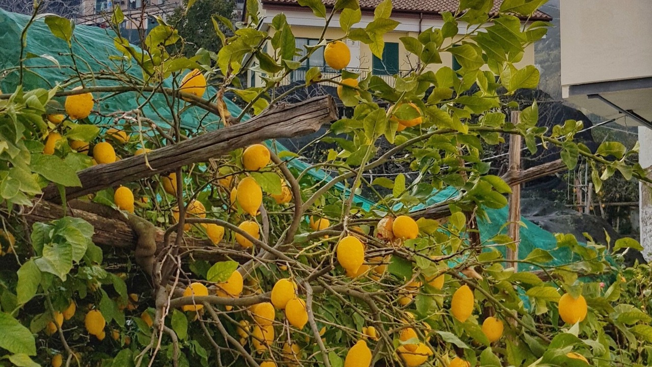 Photo of Outdoor in Minori