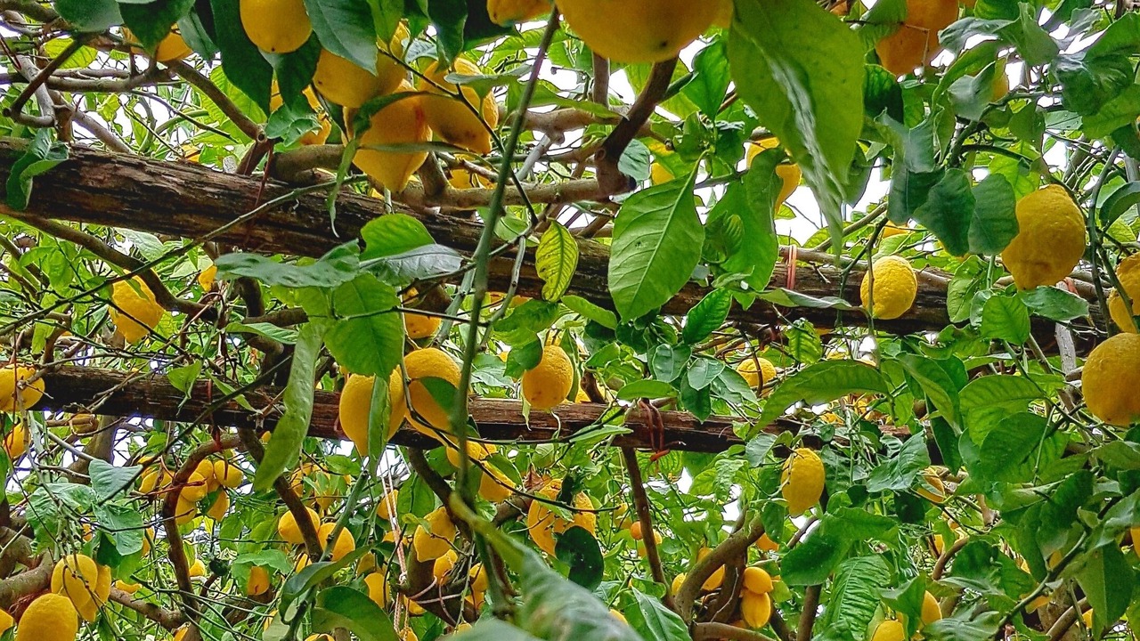 Photo of Outdoor in Minori
