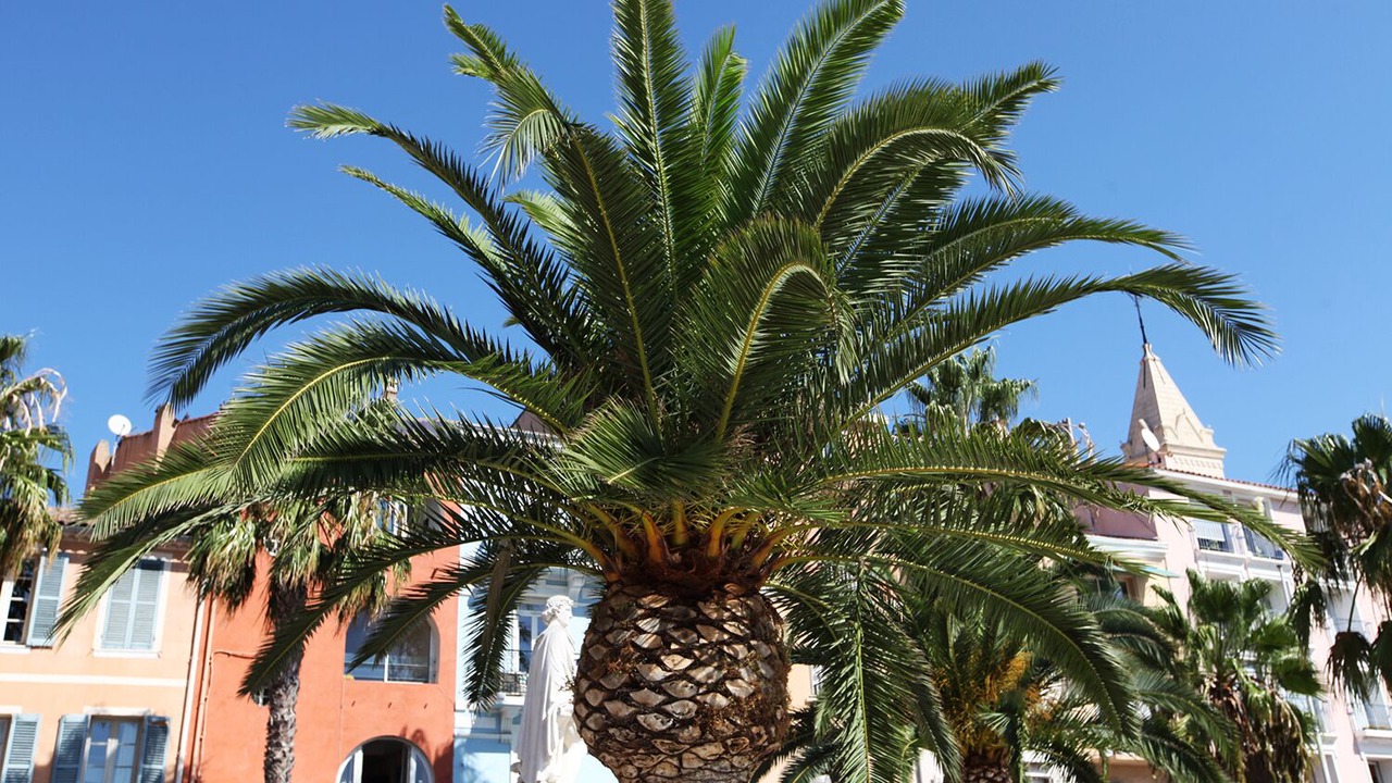 Photo of Outdoor in Bandol
