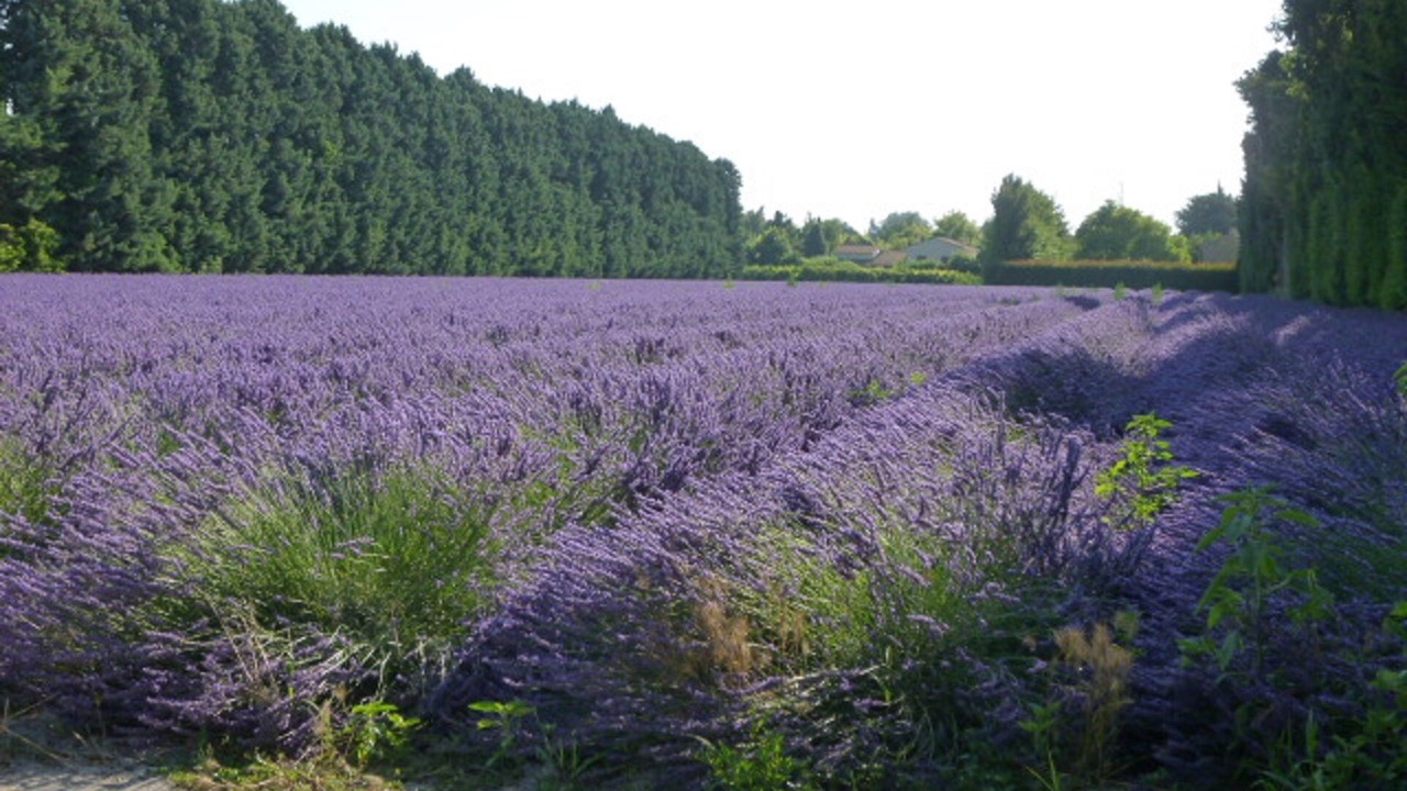 Photo of Outdoor in Jonquerettes