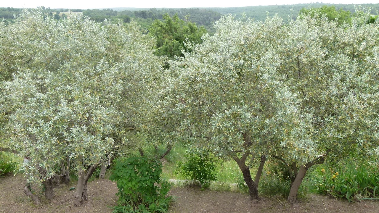 Photo of Outdoor in Artignosc-sur-Verdon