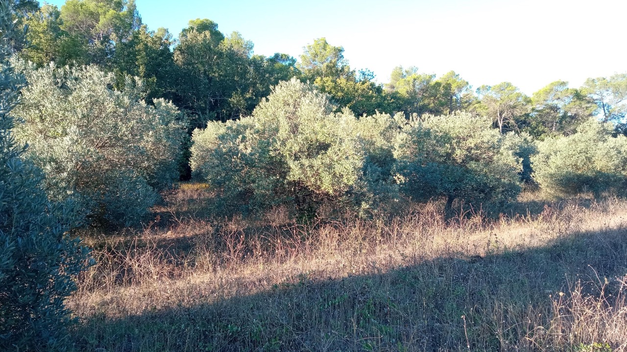 Photo of Others in Brignoles