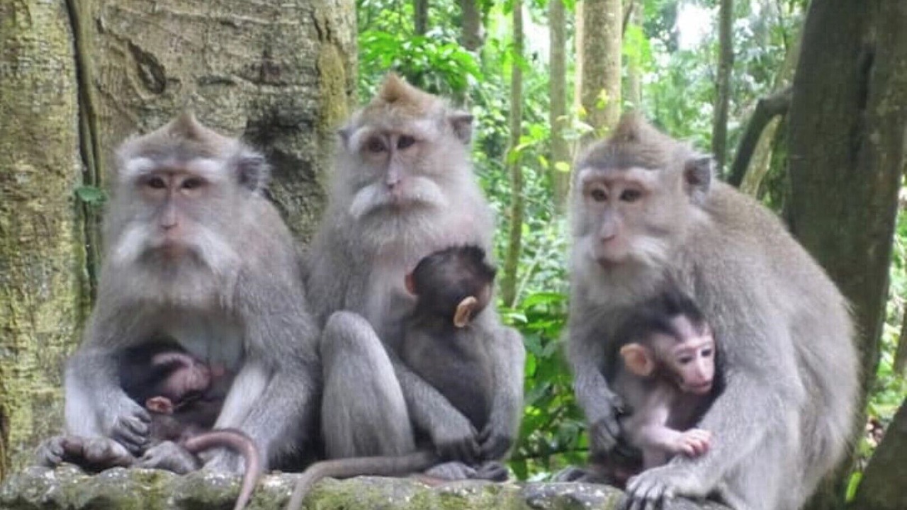 Photo of Others in Pengosekan