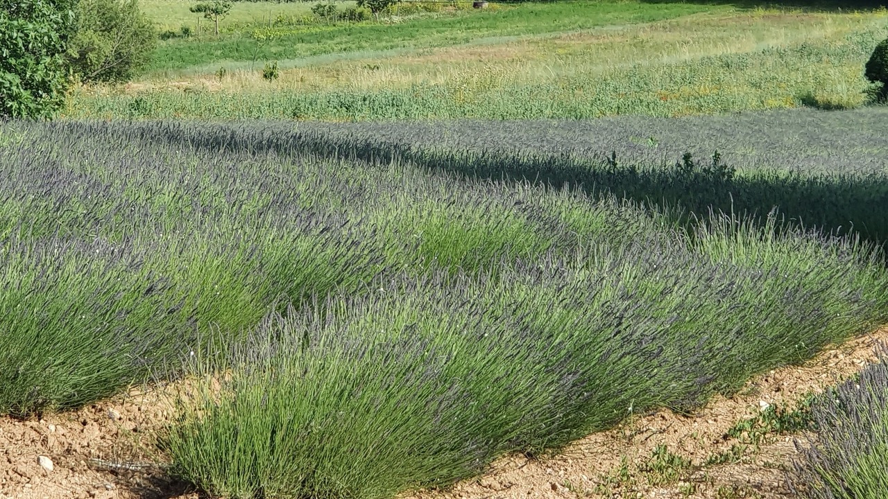 Photo of Outdoor in Saignon