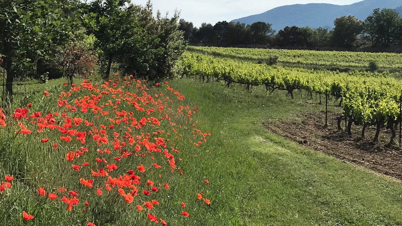 Photo of Outdoor in Vinsobres