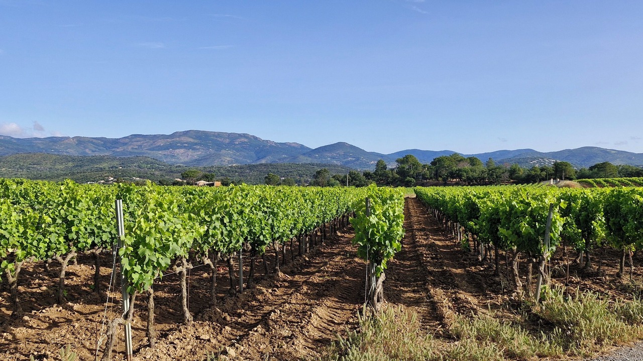 Photo of Outdoor in Cogolin