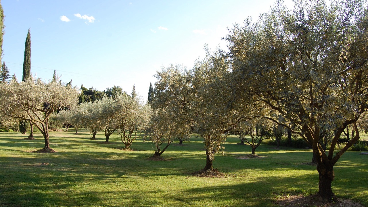 Photo of Others in Vacqueyras