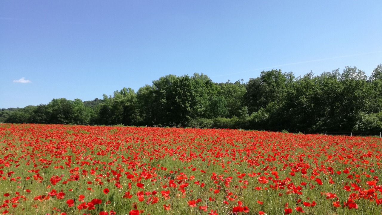 Photo of Others in Artignosc-sur-Verdon