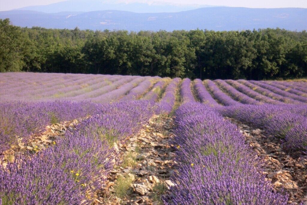Photo of Outdoor in Saignon