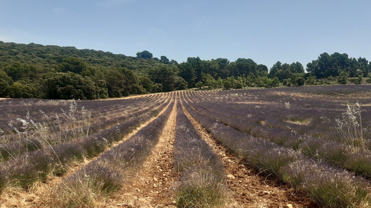 Photo of Others in Montpezat