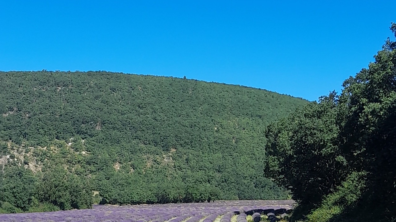 Photo of Others in Forcalquier