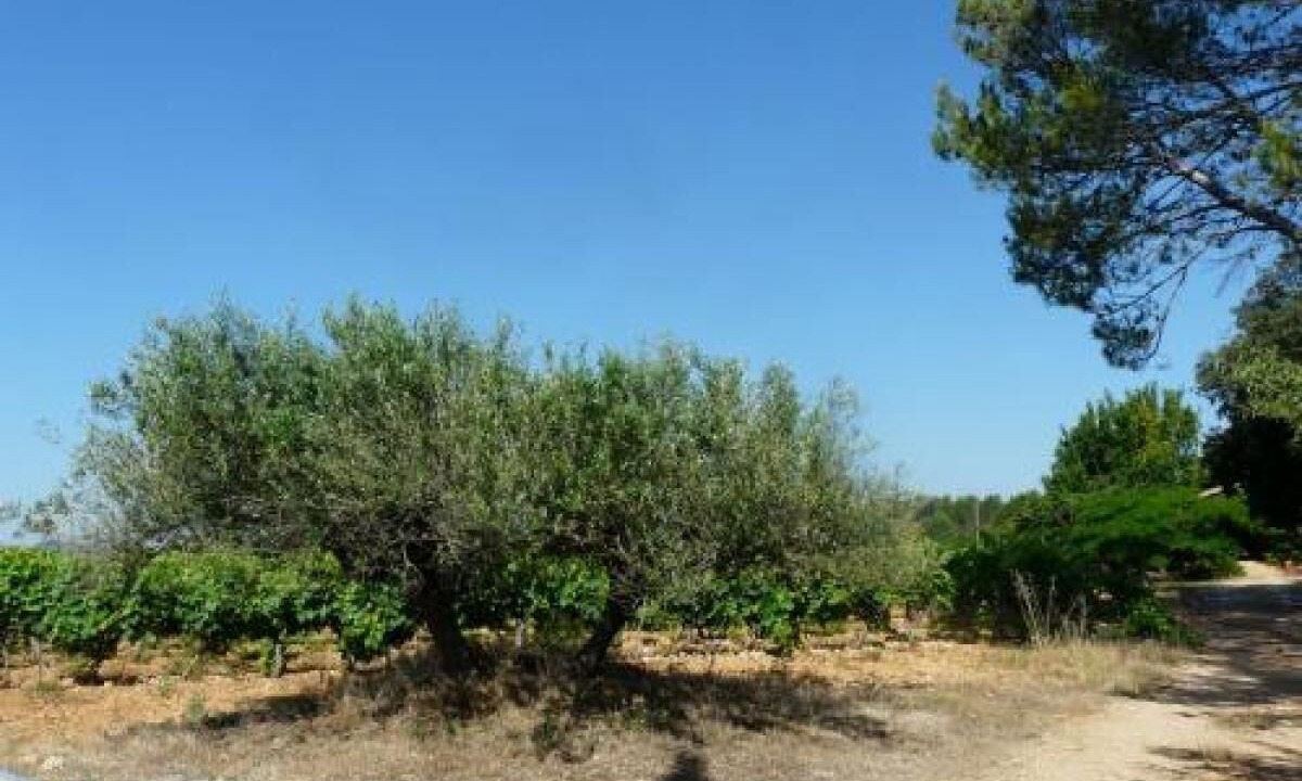 Photo of Others in Montfort-sur-Argens