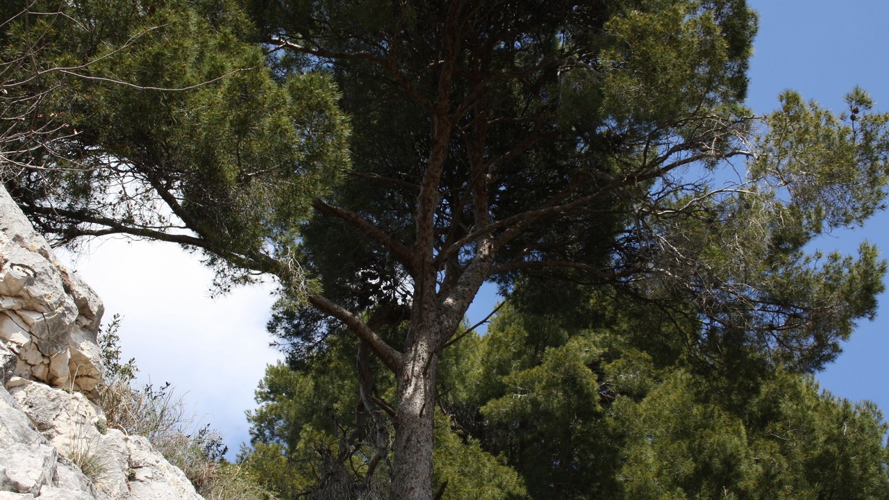 Photo of Outdoor in Carry-le-Rouet