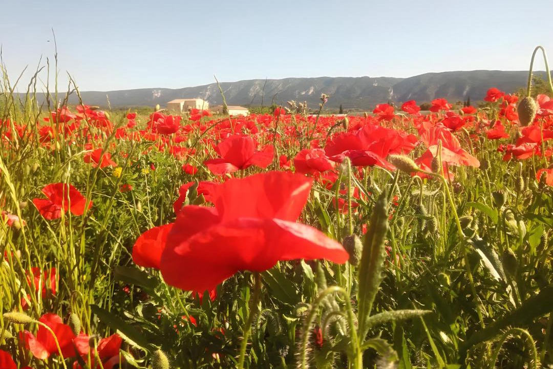 Photo of Others in Cabrieres-d'Avignon