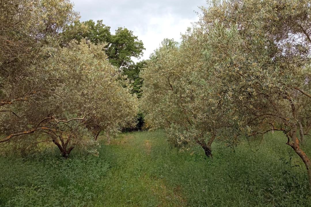 Photo of Outdoor in Brignoles