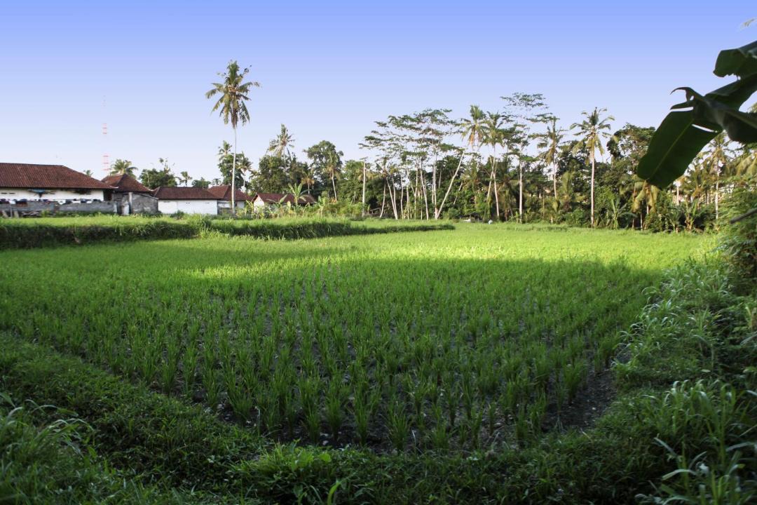 Photo of Others in Kemenuh