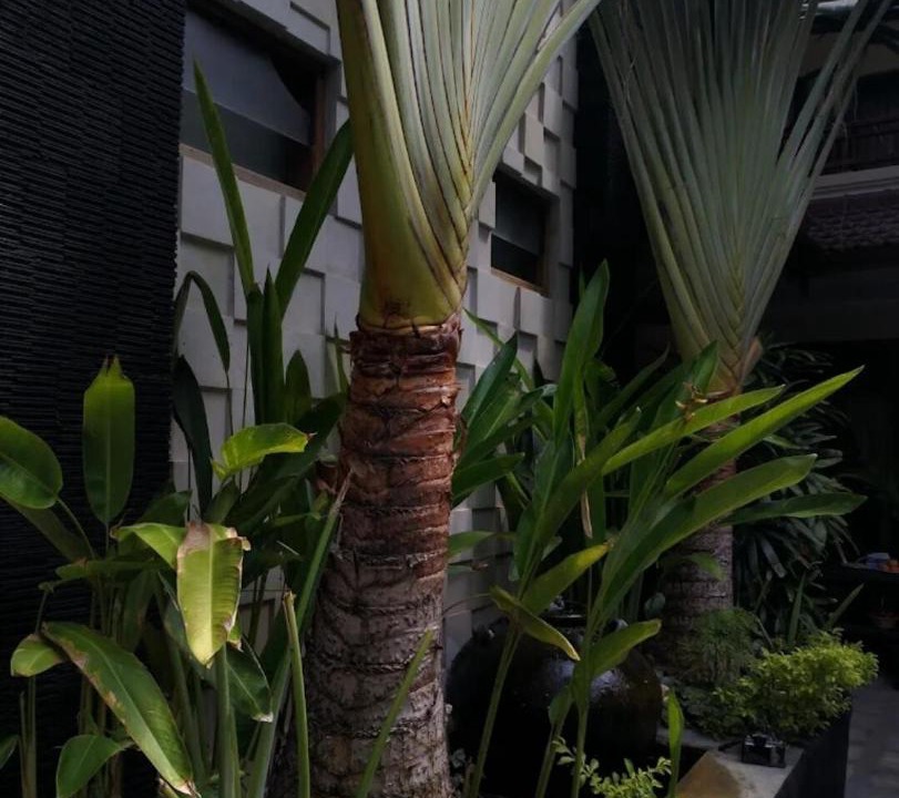 Photo of Others in Downtown Kuta