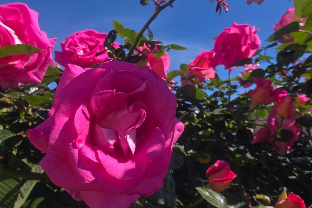 Photo of Outdoor in La Londe-les-Maures