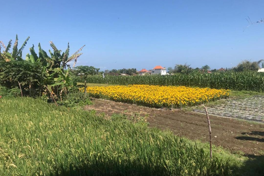 Photo of Outdoor in Ketewel