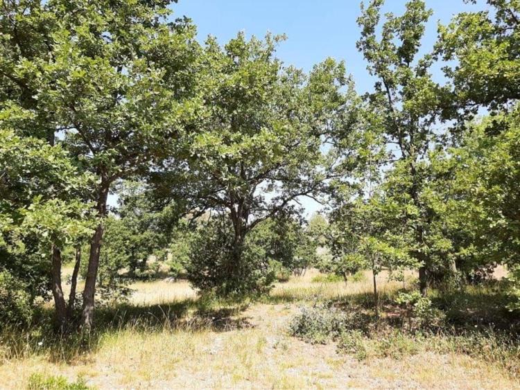 Photo of Others in Trans-en-Provence