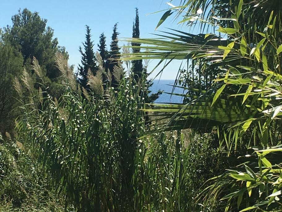 Photo of Outdoor in Carqueiranne