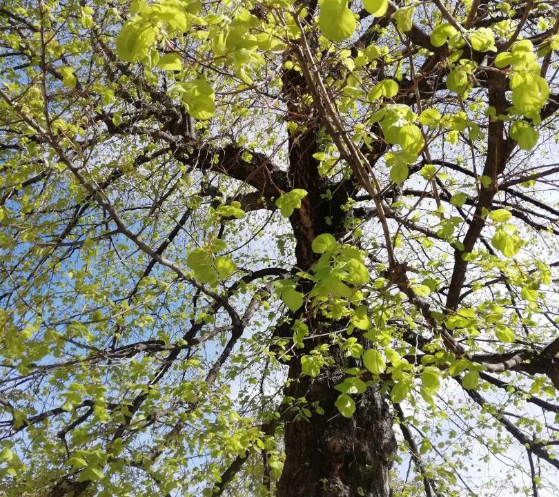 Photo of Outdoor in Montfavet